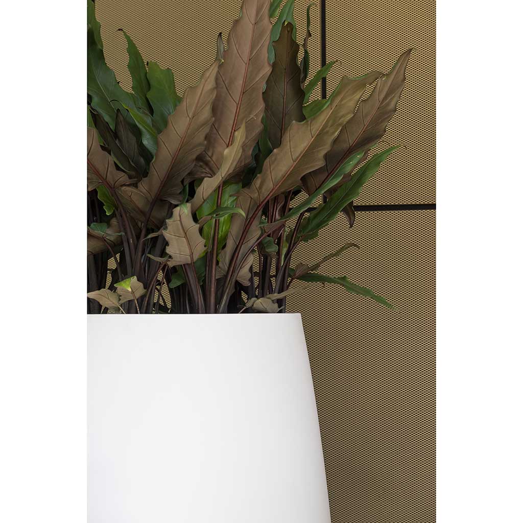 Pax Planters Essential Matte White Close Up