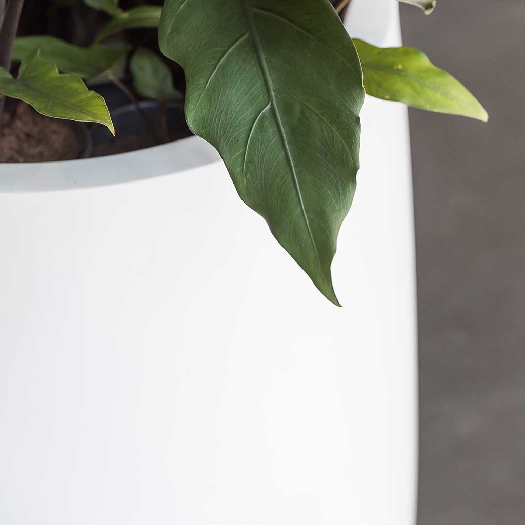 Pax Planters Essential Matte White Office Plants Rim