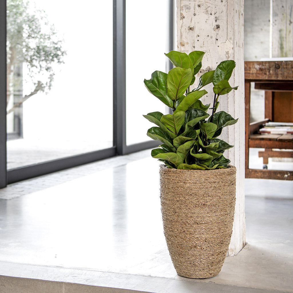 Ben Plant Pot - Straw Grass & Ficus lyrata Bambino