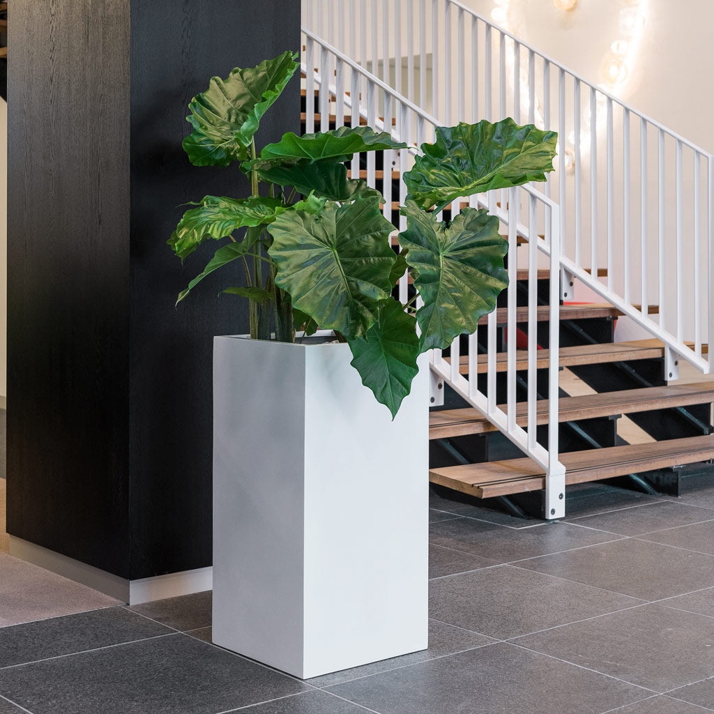 Bouvy Essentials Planter - Matt White & Alocasia