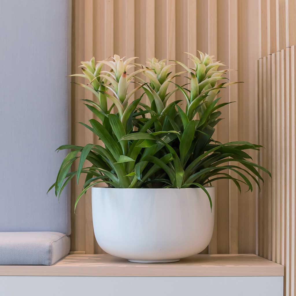 Sunny Bowl Planter Essential Matte White Office Reception Plants