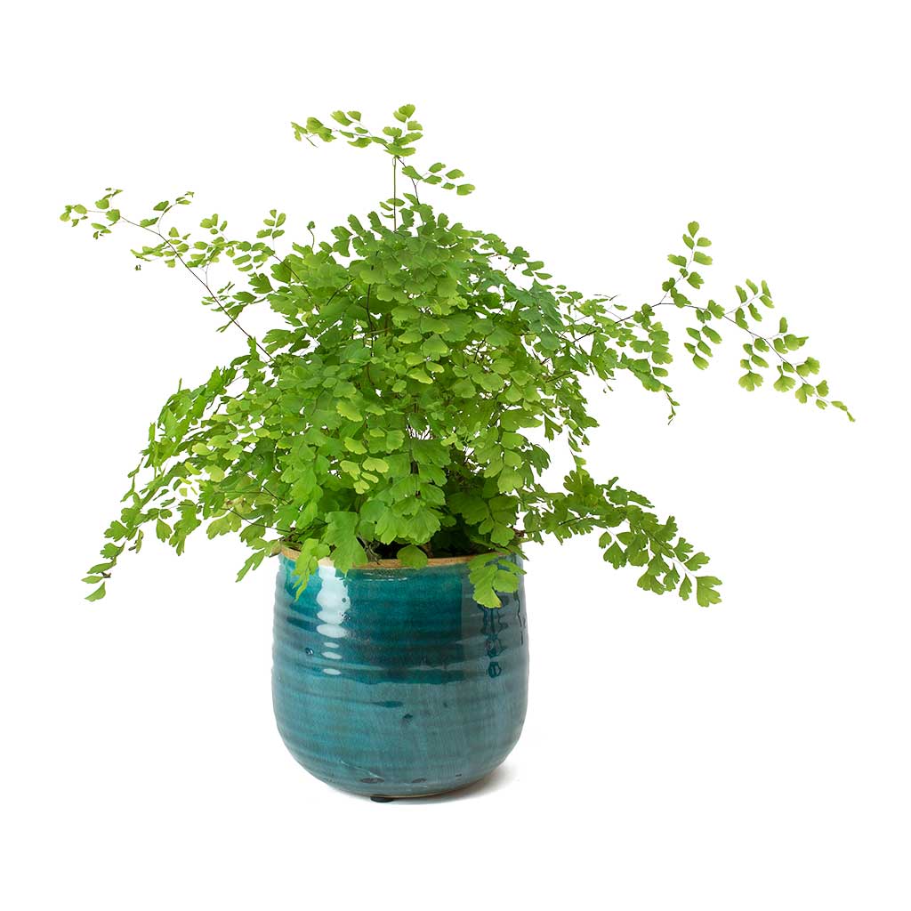 Adiantum Fragrans - Delta Maidenhair Fern & Iris Turquoise Plant Pot