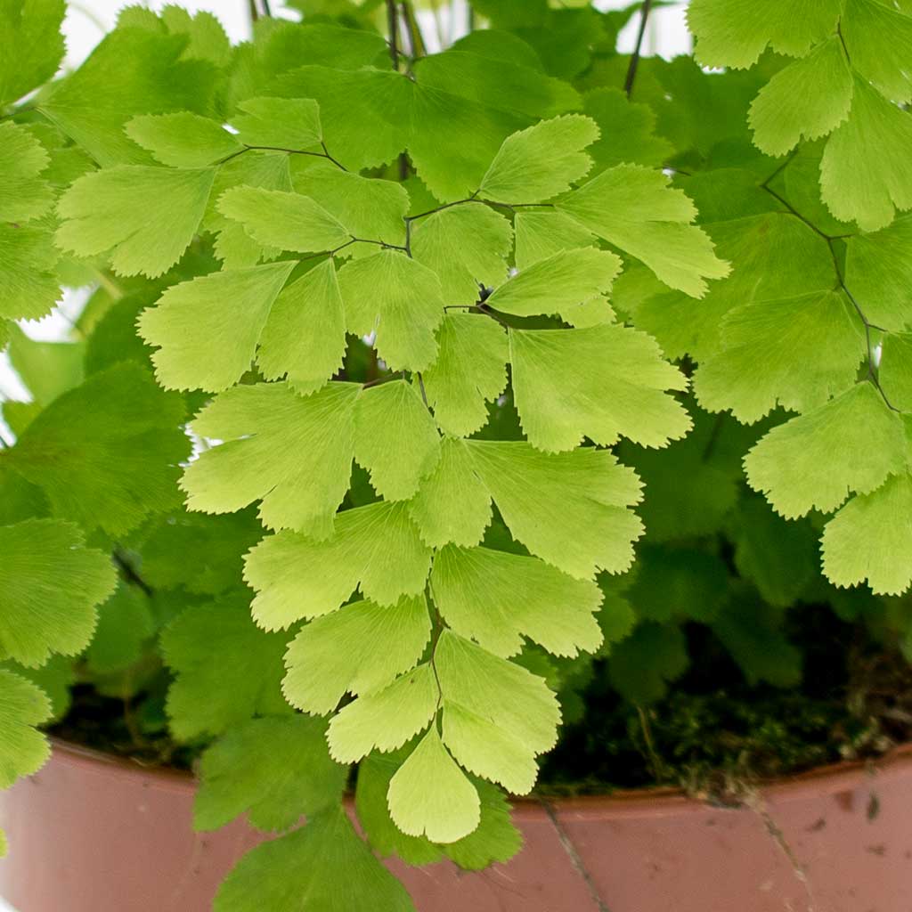 Adiantum Fragrans - Delta Maidenhair Fern & Copenhagen Plant Pot - Aqua