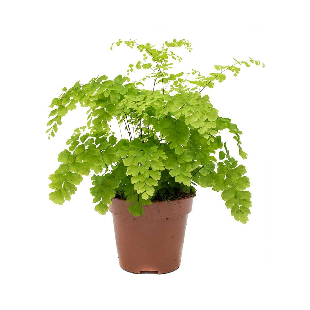 Adiantum Fragrans - Delta Maidenhair Fern 12 x 30cm