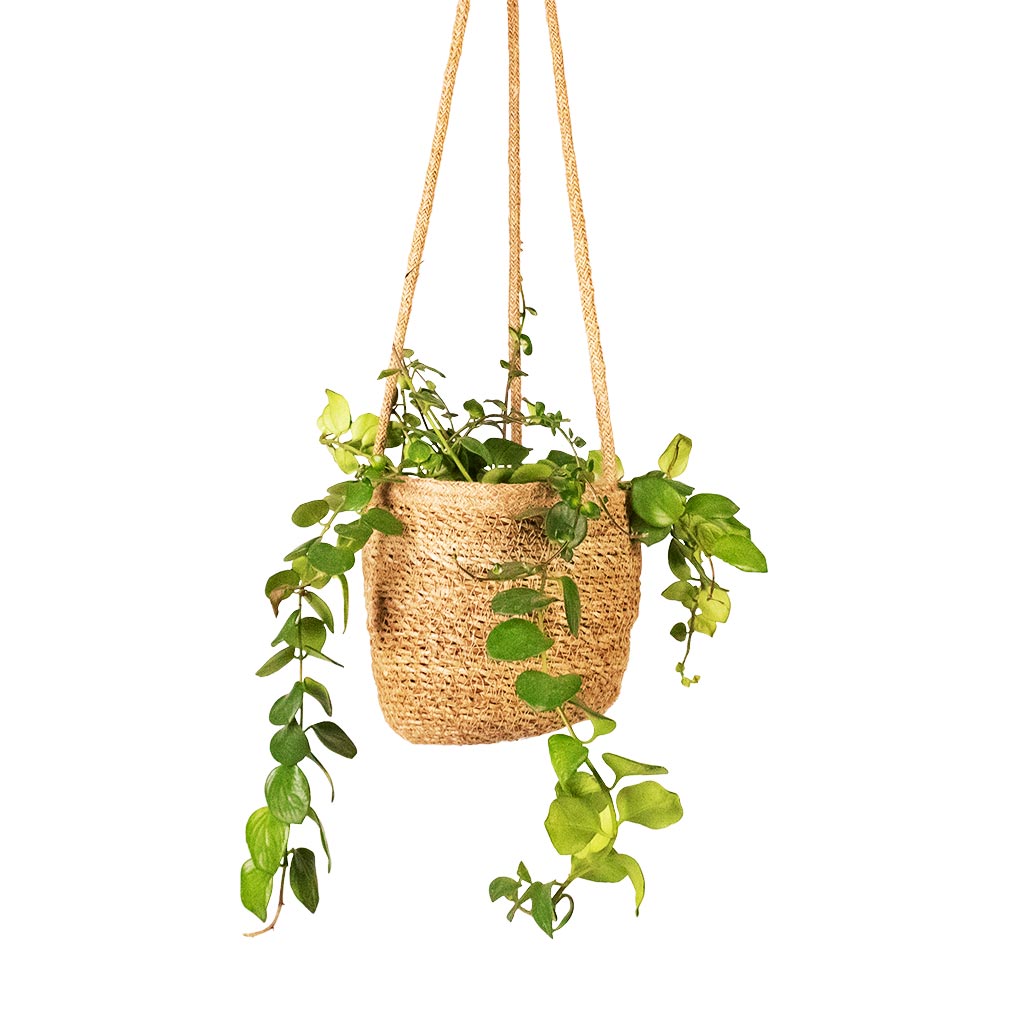 Aeschynanthus Pink Polka Lipstick Plant & Igmar Hanging Plant Basket Natural - Close up