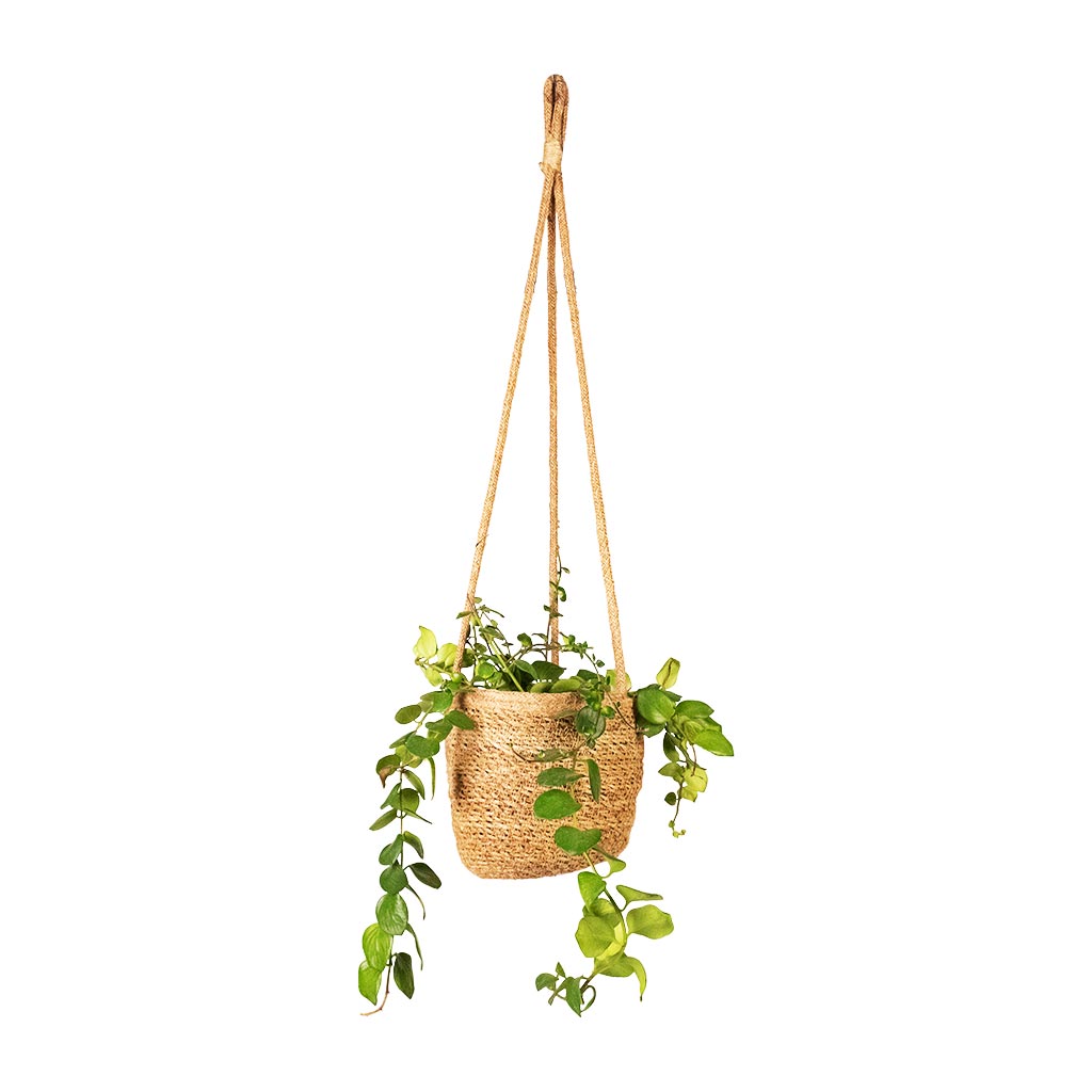 Aeschynanthus Pink Polka Lipstick Plant & Igmar Hanging Plant Basket Natural