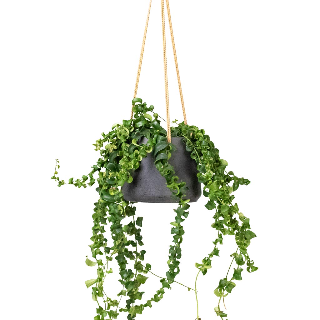 Aeschynanthus Rasta - Lipstick Plant & Patt Hanging Plant Pot - Black Washed