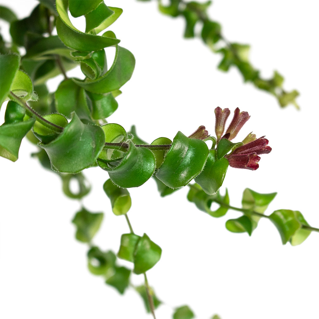 Aeschynanthus Rasta Lipstick Plant Close-Up Flowers
