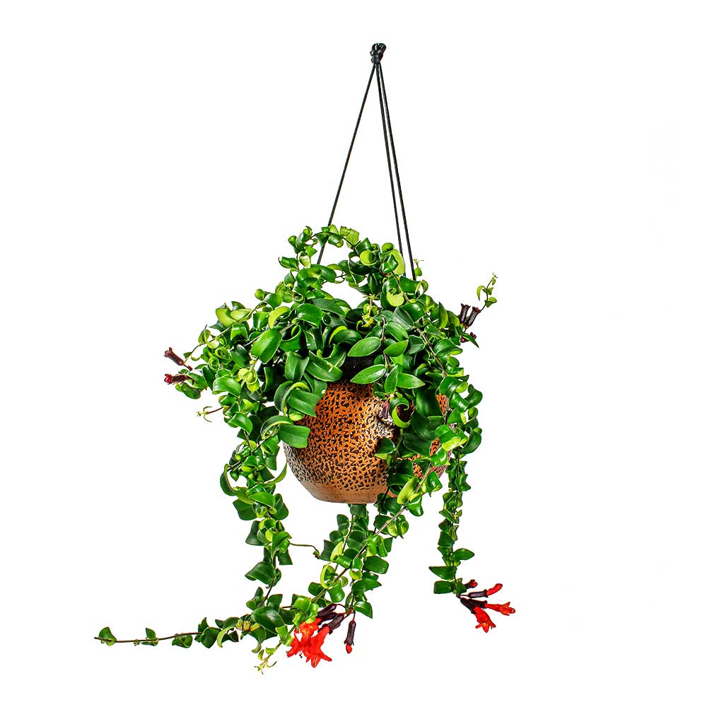 Aeschynanthus Rasta Lipstick Plant Mya Hanging Planter - Shiny Mocha