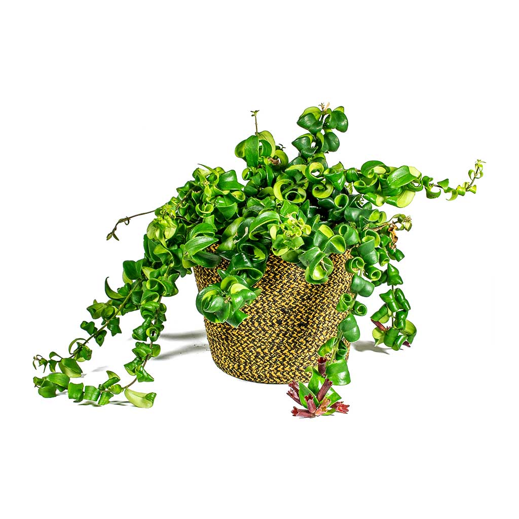 Aeschynanthus Rasta Lipstick Plant & Selin Plant Basket - Camel