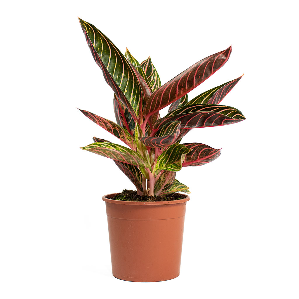 Aglaonema Chocolate Chinese Evergreen