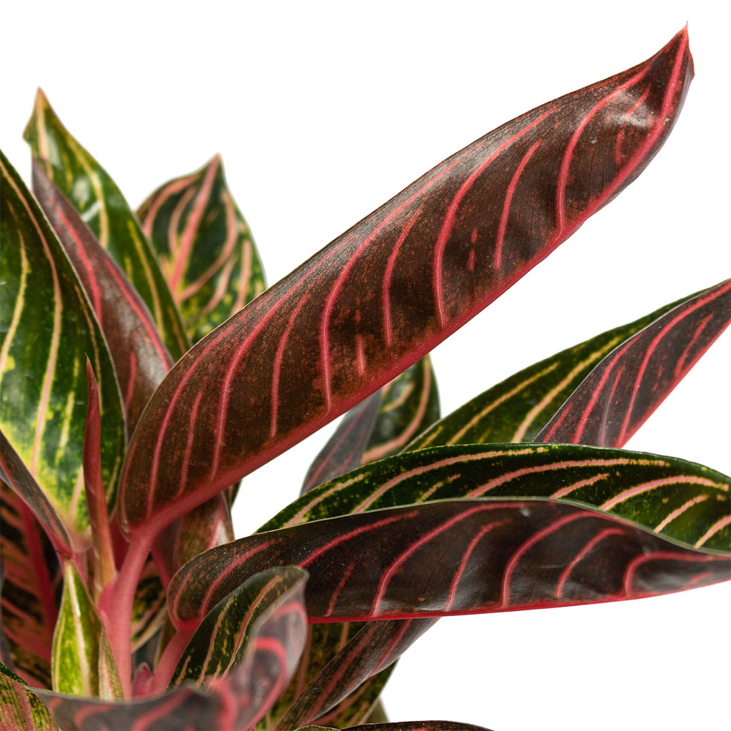 Aglaonema Chocolate Chinese Evergreen