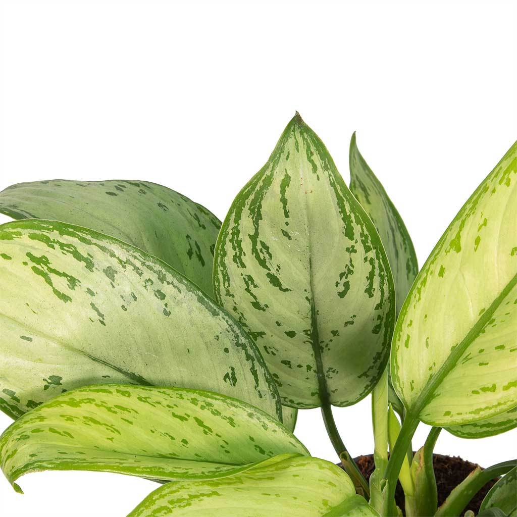 Aglaonema Christina - Chinese Evergreen Leaves