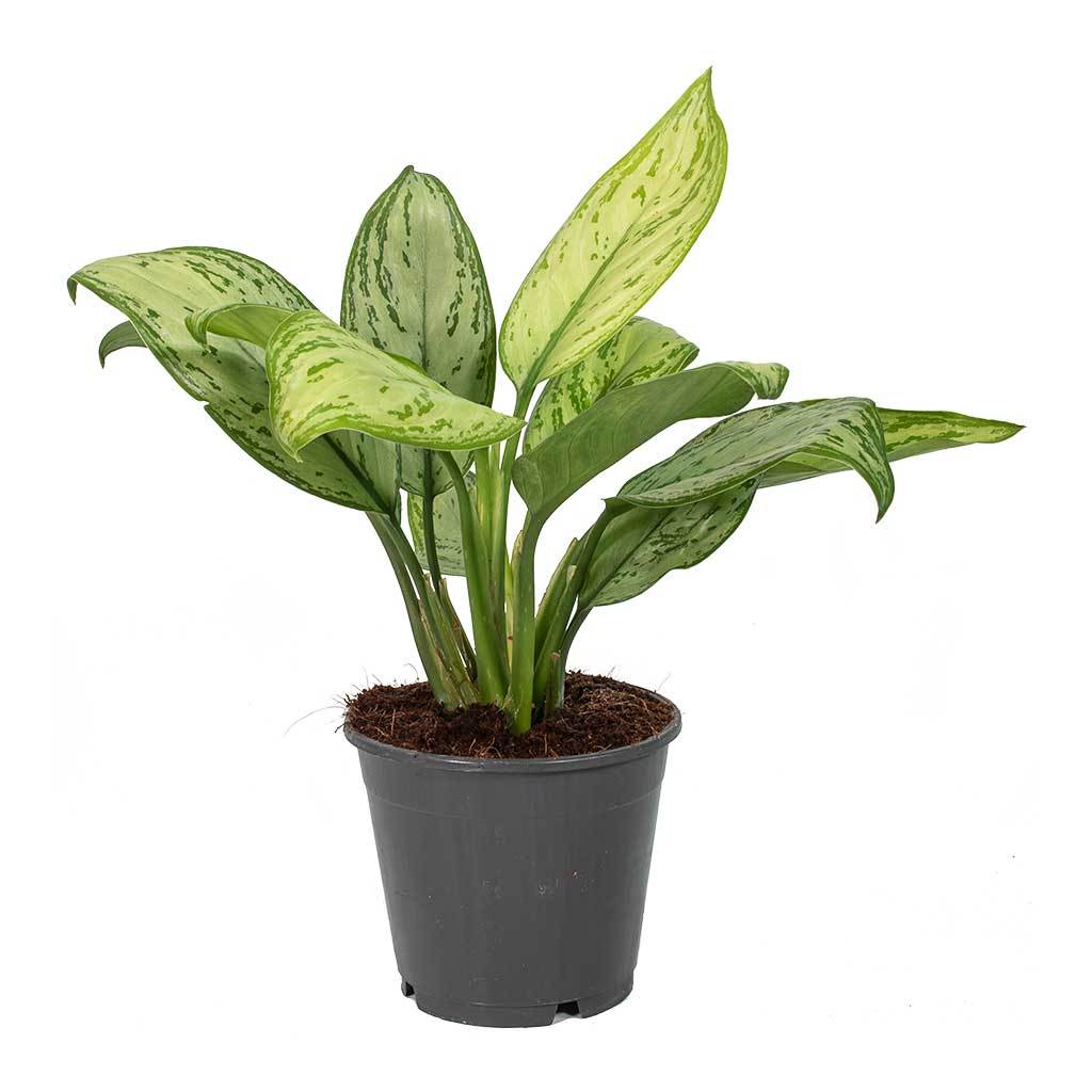 Aglaonema Christina - Chinese Evergreen