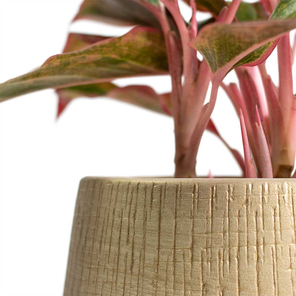 Aglaonema Crete Chinese Evergreen with Ryan Plant Pot Sand Gold Close-Up