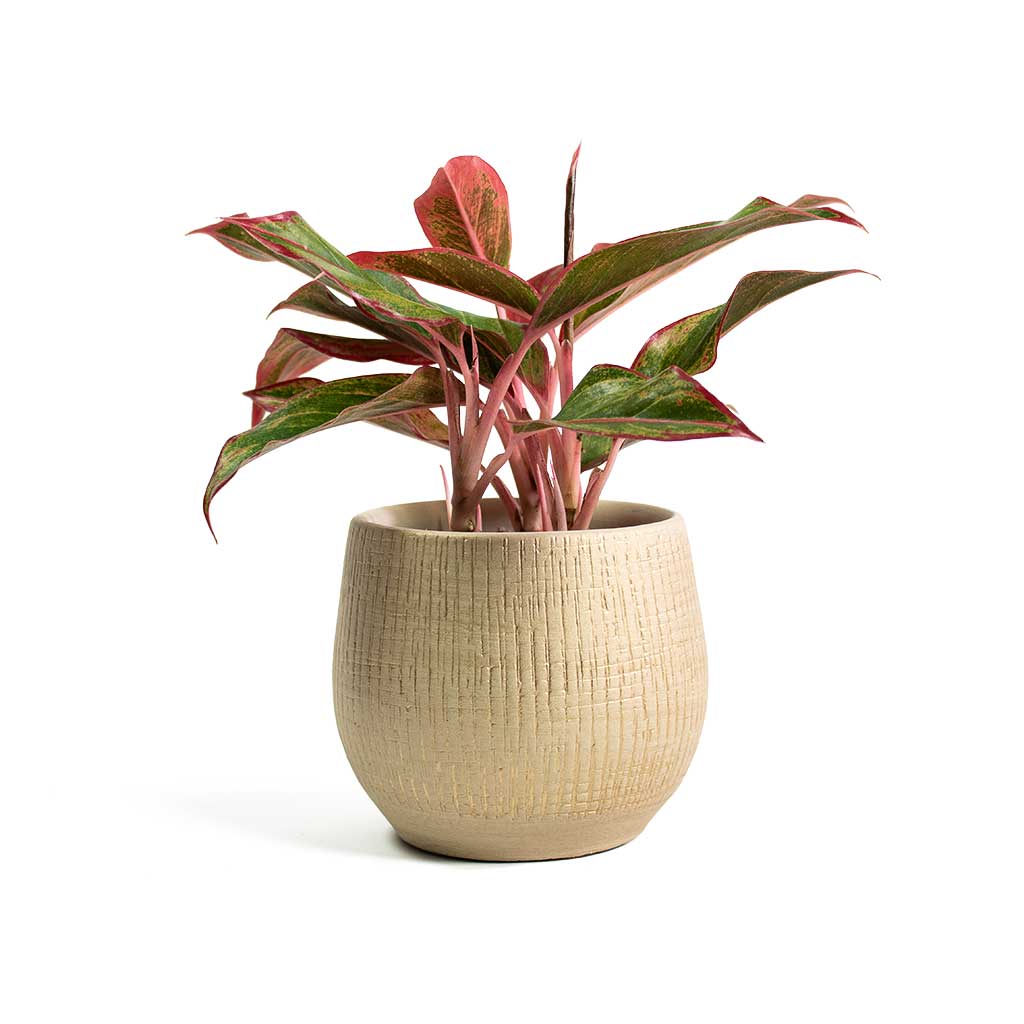 Aglaonema Crete Chinese Evergreen with Ryan Plant Pot Sand Gold