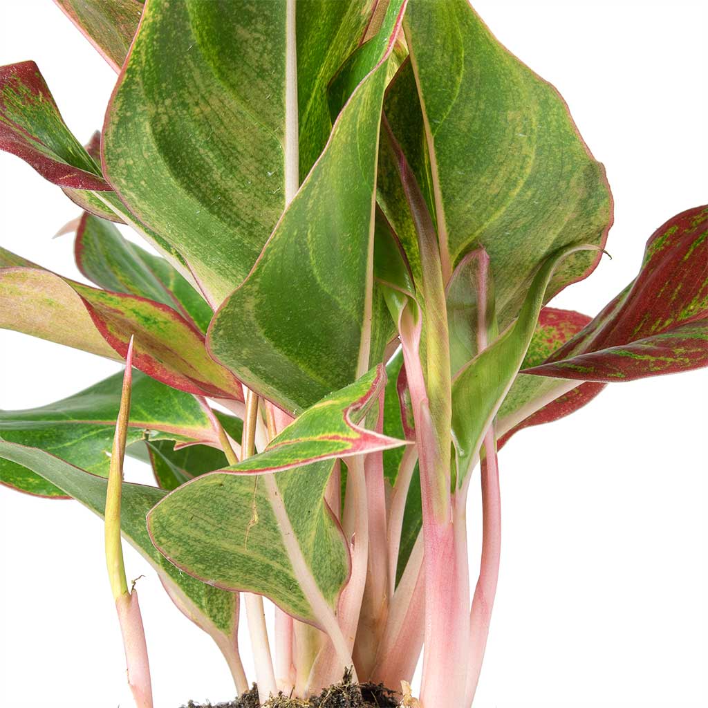Aglaonema Crete - Chinese Evergreen & Patt Plant Pot - Grey Washed