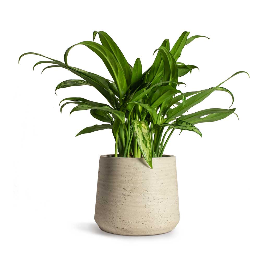 Aglaonema Cutlass Chinese Evergreen Houseplant & Patt Plant Pot Grey Washed