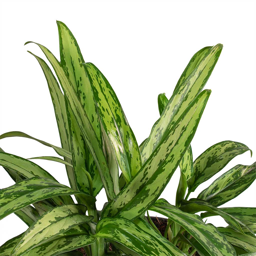 Aglaonema Cutlass - Chinese Evergreen Leaves
