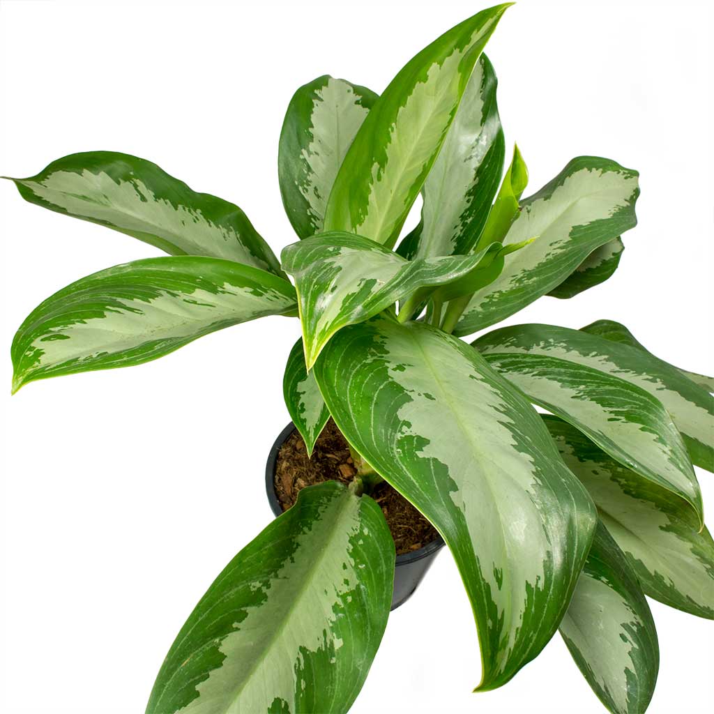 Aglaonema Diamond Bay - Chinese Evergreen Leaves