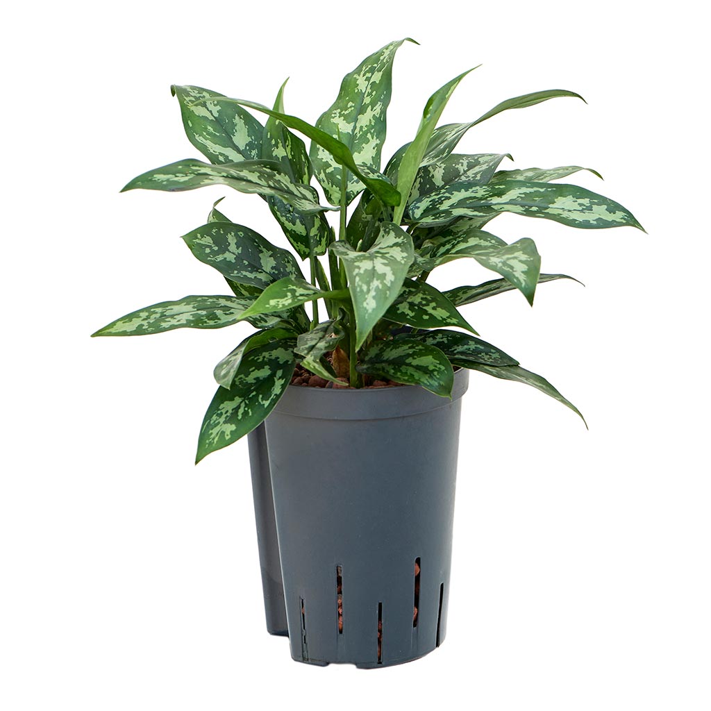 Aglaonema Maria - Chinese Evergreen - Hydroculture - 15/19 x 30cm