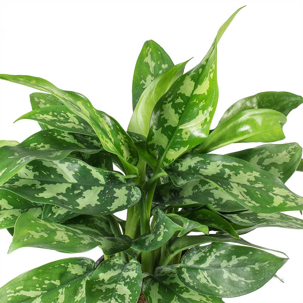 Aglaonema Maria - Chinese Evergreen & Noor Plant Pot - Velvet Green