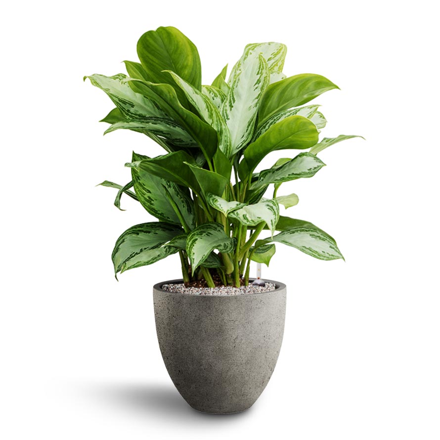 Aglaonema Silver Bay - Chinese Evergreen - Hydroculture Grigio Egg Pot Planter - Natural Concrete