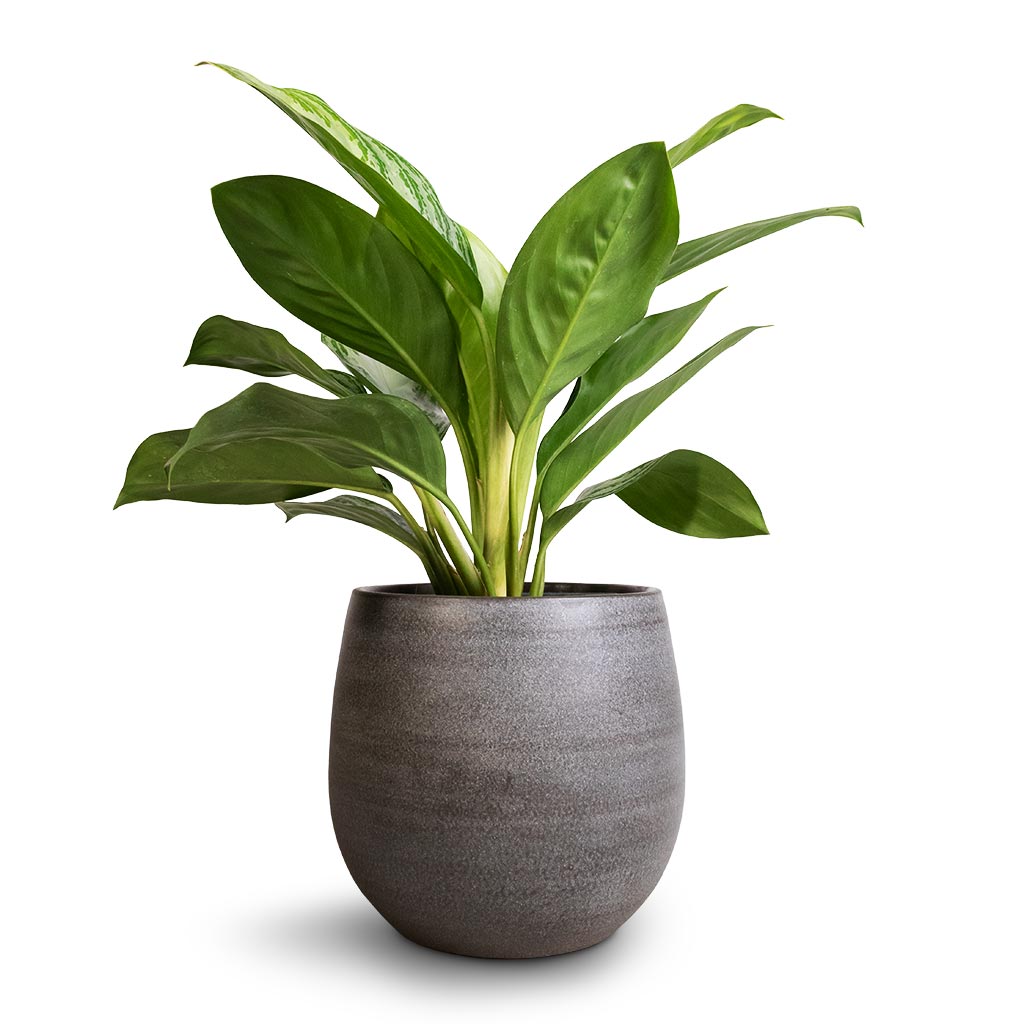 Aglaonema Silver Bay - Chinese Evergreen