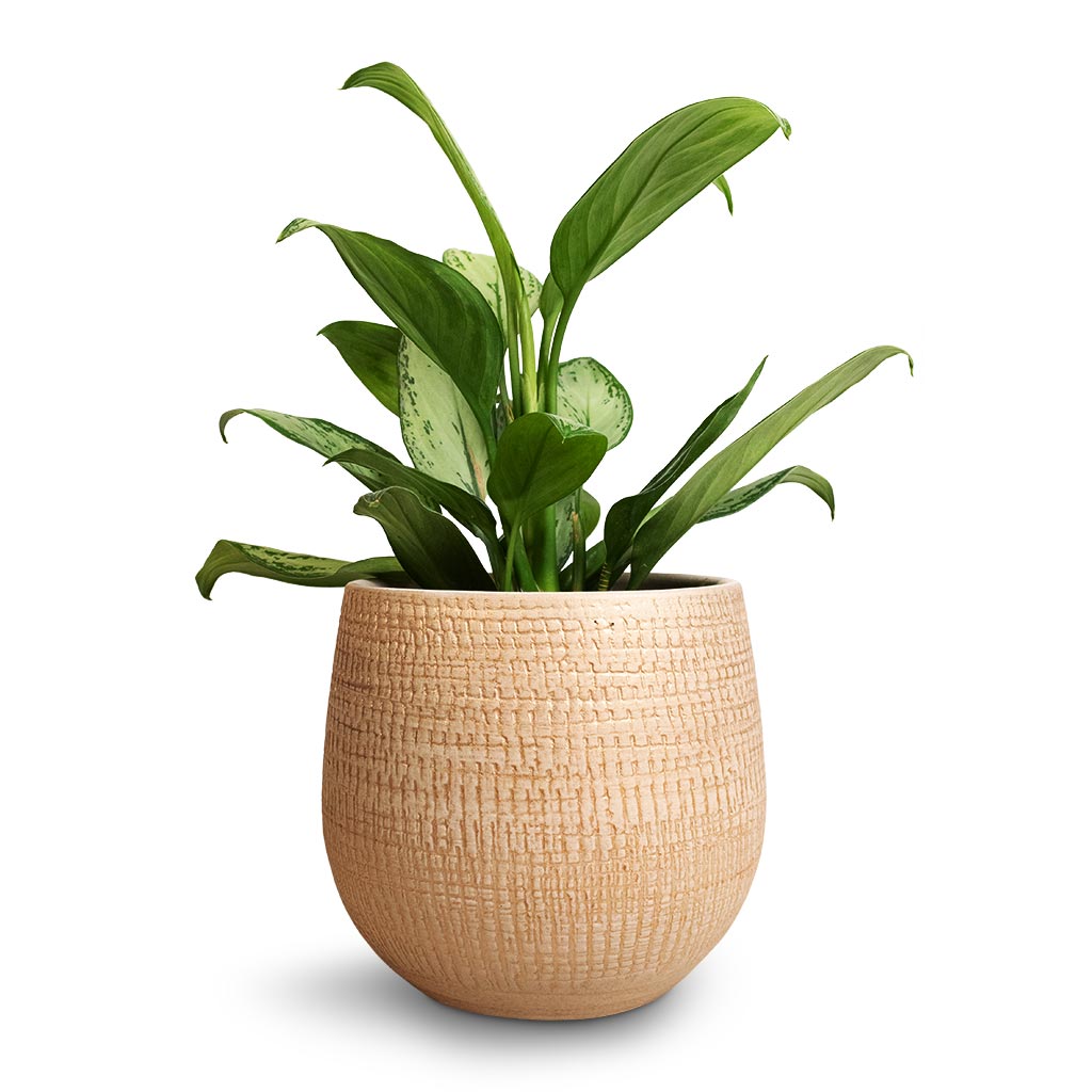 Aglaonema Silver Bay - Chinese Evergreen & Ryan Plant Pot - Sand Gold