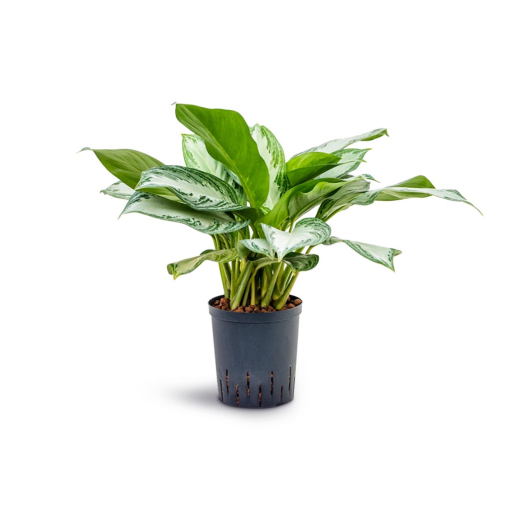 Aglaonema Silver Bay - Chinese Evergreen - Hydroculture - 18/19 x 45cm
