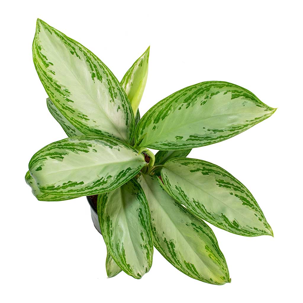 Aglaonema Silver Bay - Chinese Evergreen & Lisbon Plant Pot - White