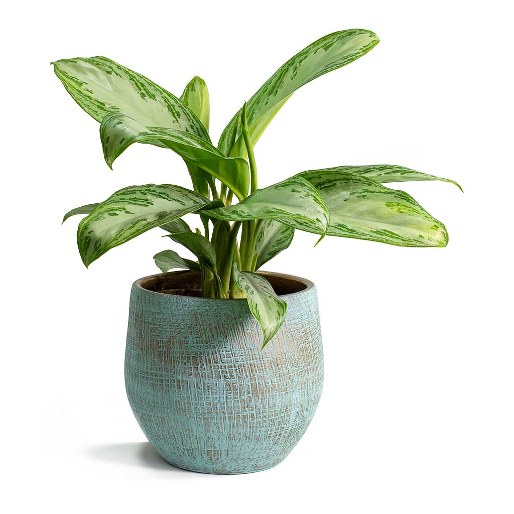 Aglaonema Silver Bay Chinese Evergreen & Ryan Plant Pot Blue Gold