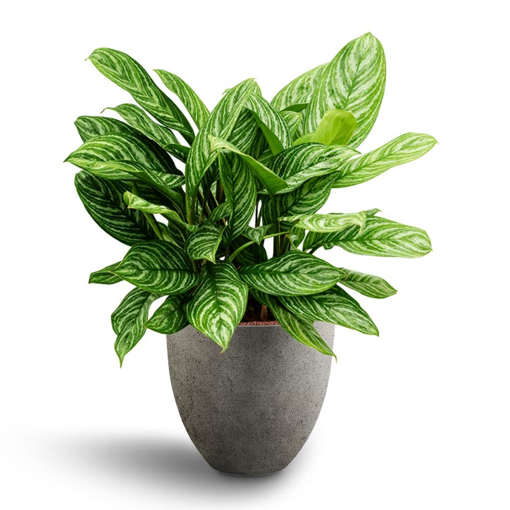 Aglaonema Stripes - Chinese Evergreen - Hydroculture Grigio Egg Pot Planter - Natural Concrete
