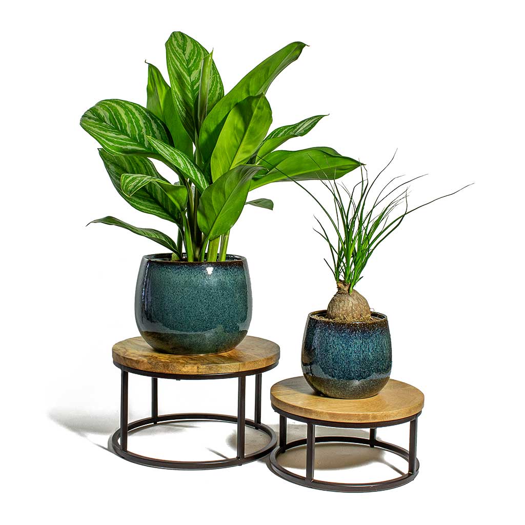 Odile Plant Pot - Petrol & Houseplants