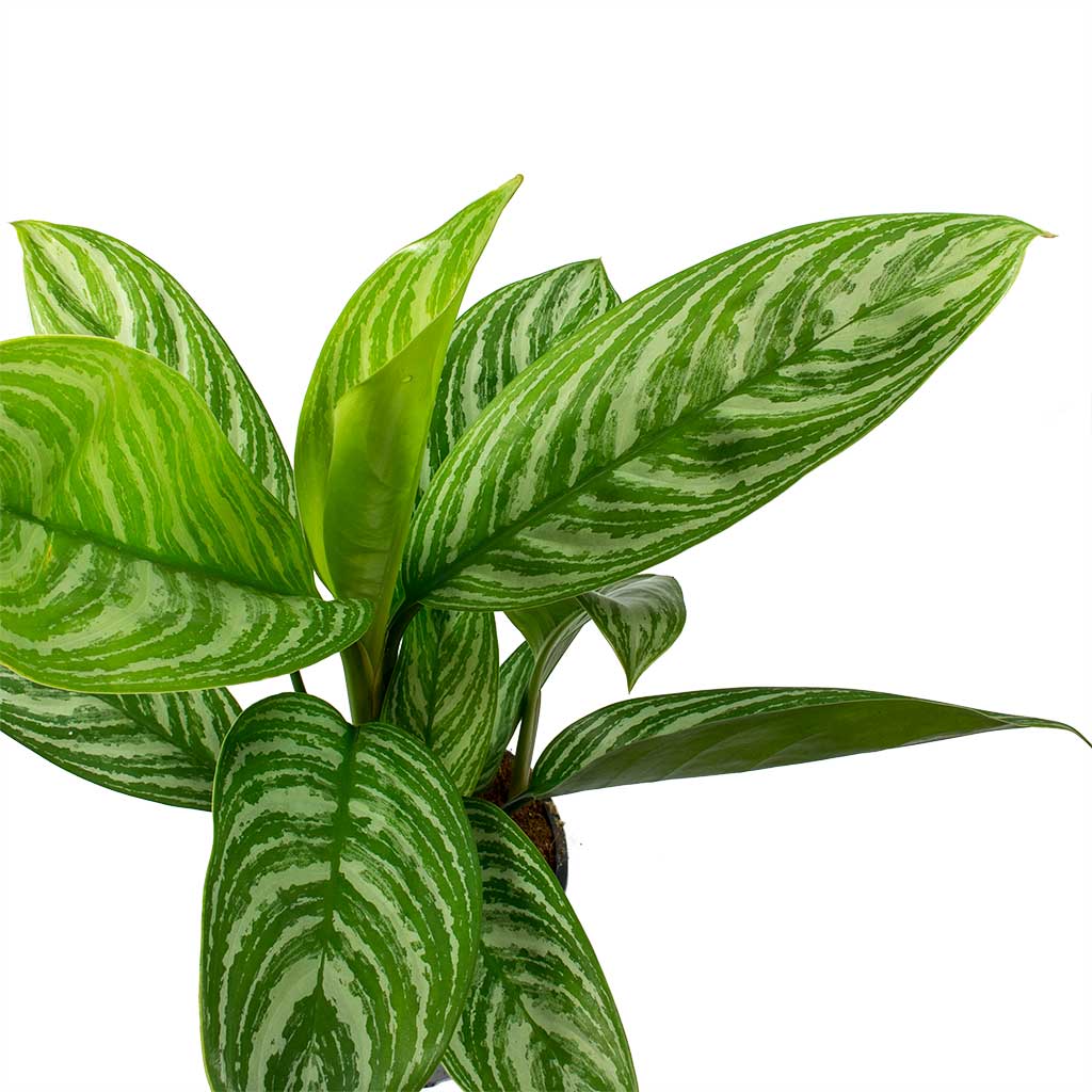 Aglaonema Stripes - Chinese Evergreen & Mini Orb Kevan Plant Pot - Black Washed