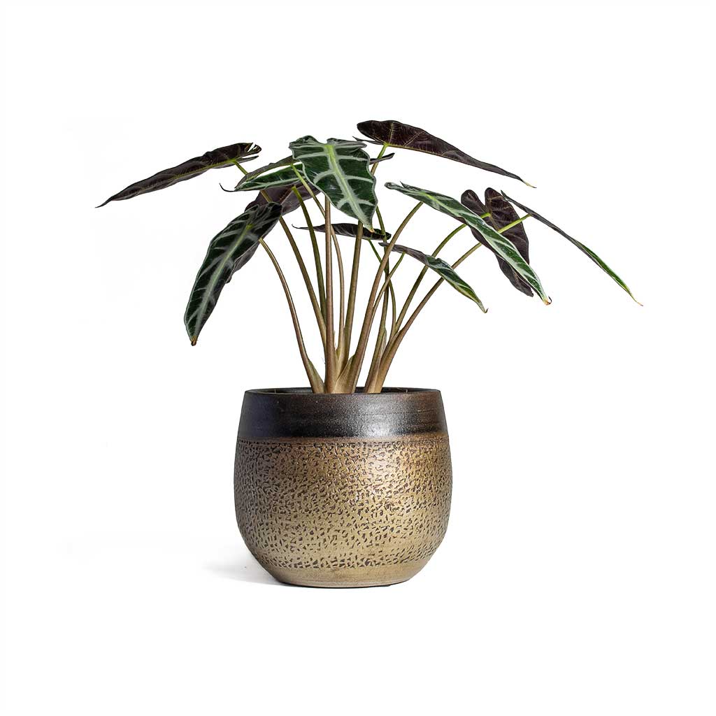 Alocasia Bambino Arrow Jewel Alocasia & Mya Plant Pot Deep Champagne
