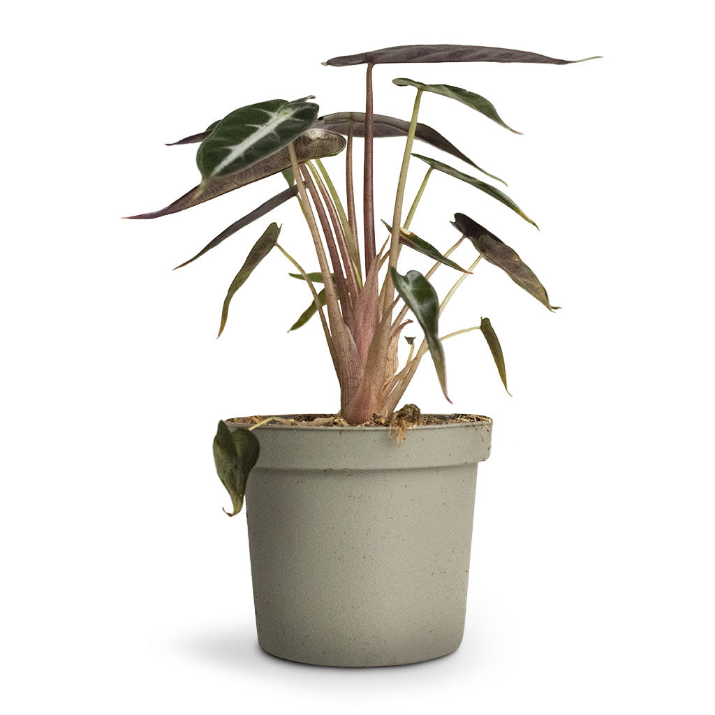 Alocasia Bambino Arrow - Jewel Alocasia small