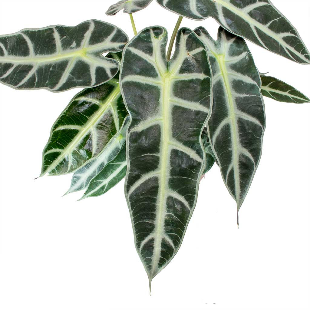 Alocasia Bambino Arrow - Jewel Alocasia & Marlijn Plant Pot - Blush