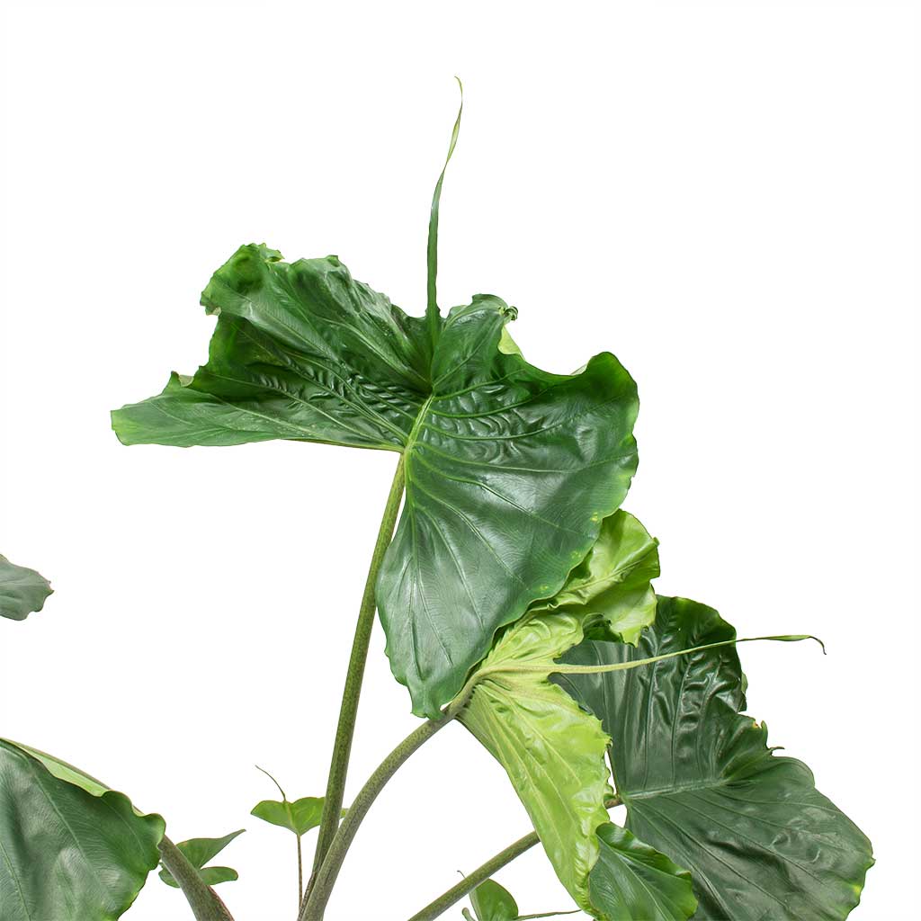 Alocasia Stingray - Elephant Ear Large Leaves