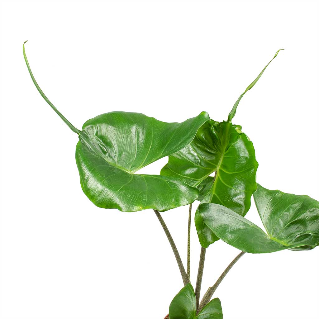 Alocasia Stingray - Elephant Ear Leaves