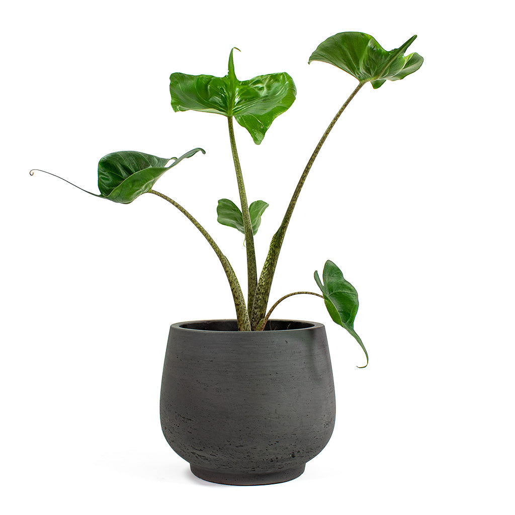 Alocasia Stingray Elephant Ear with Mini Pixie Plant Pot Black Washed