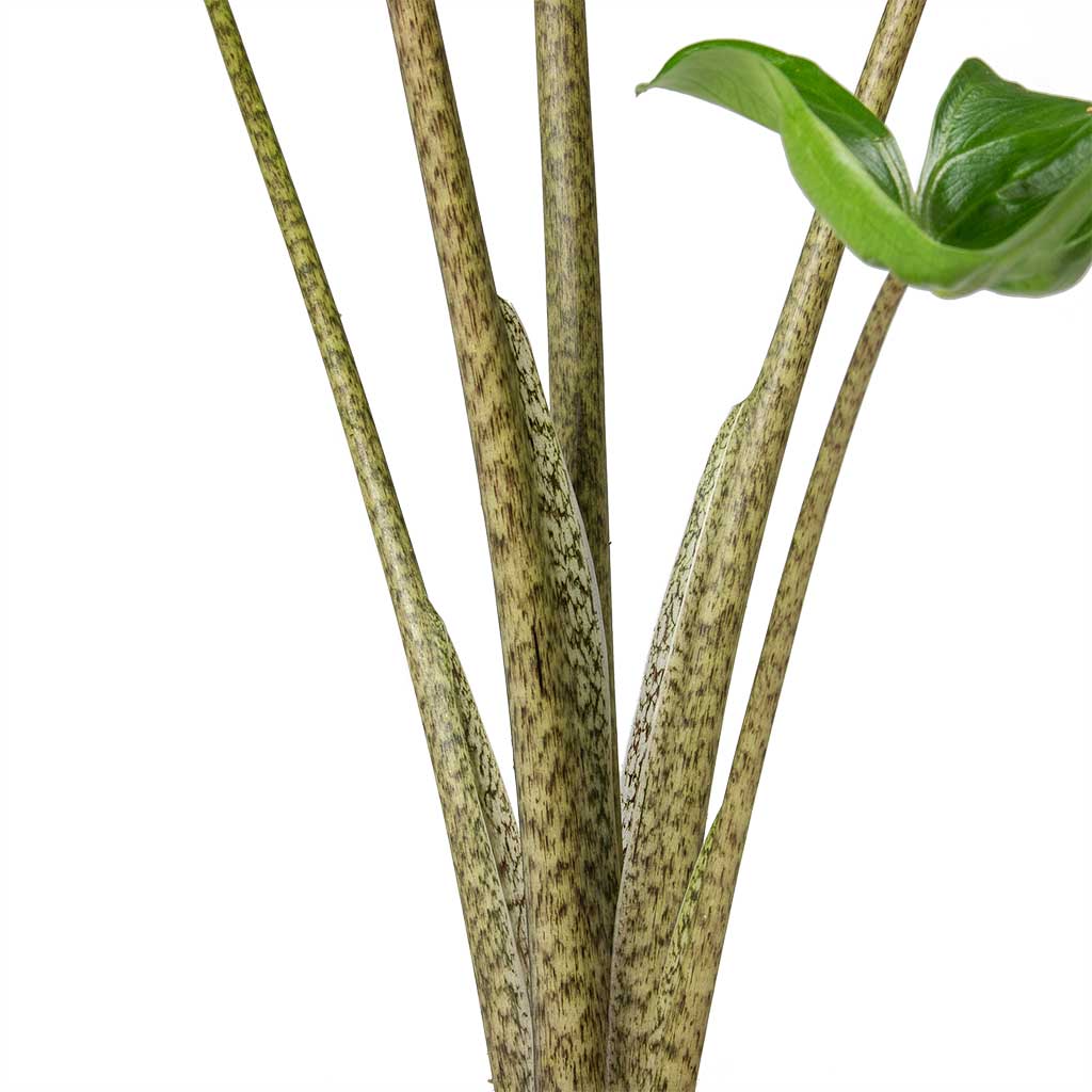 Alocasia Stingray - Elephant Ear Stems