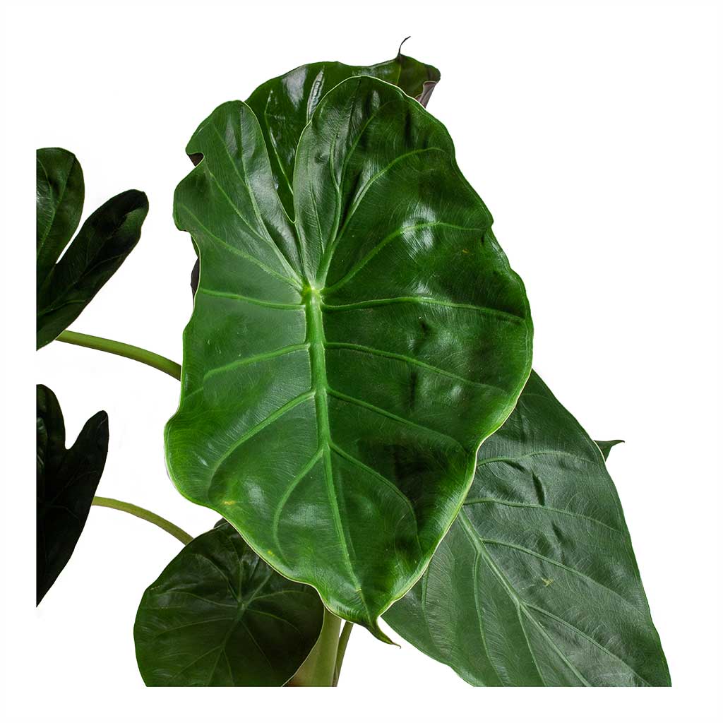 Alocasia Wentii - 32x130cm Polystone Coated Junar Planter Natural - 70x56cm