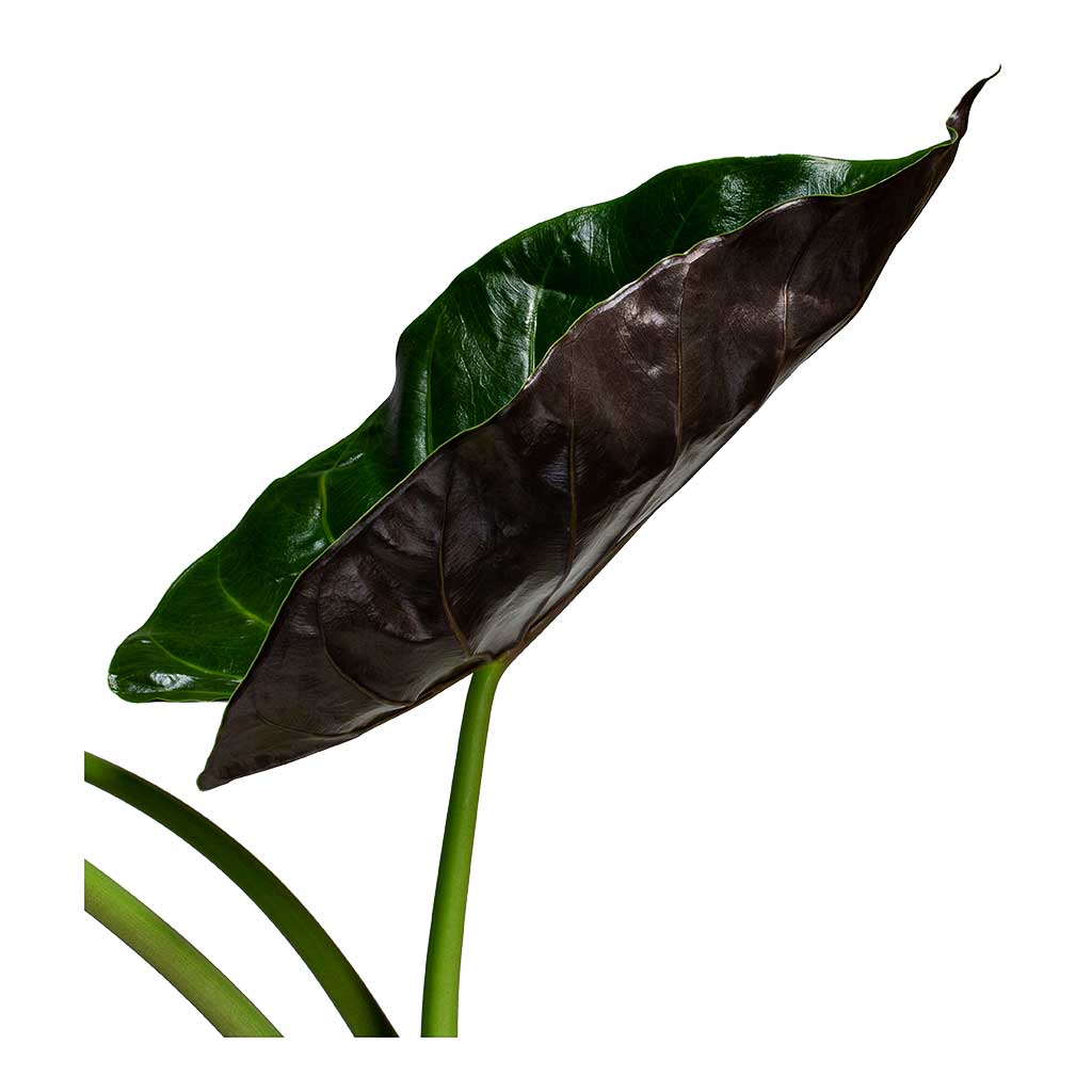 Alocasia Wentii Hardy Elephant Ear Leaf
