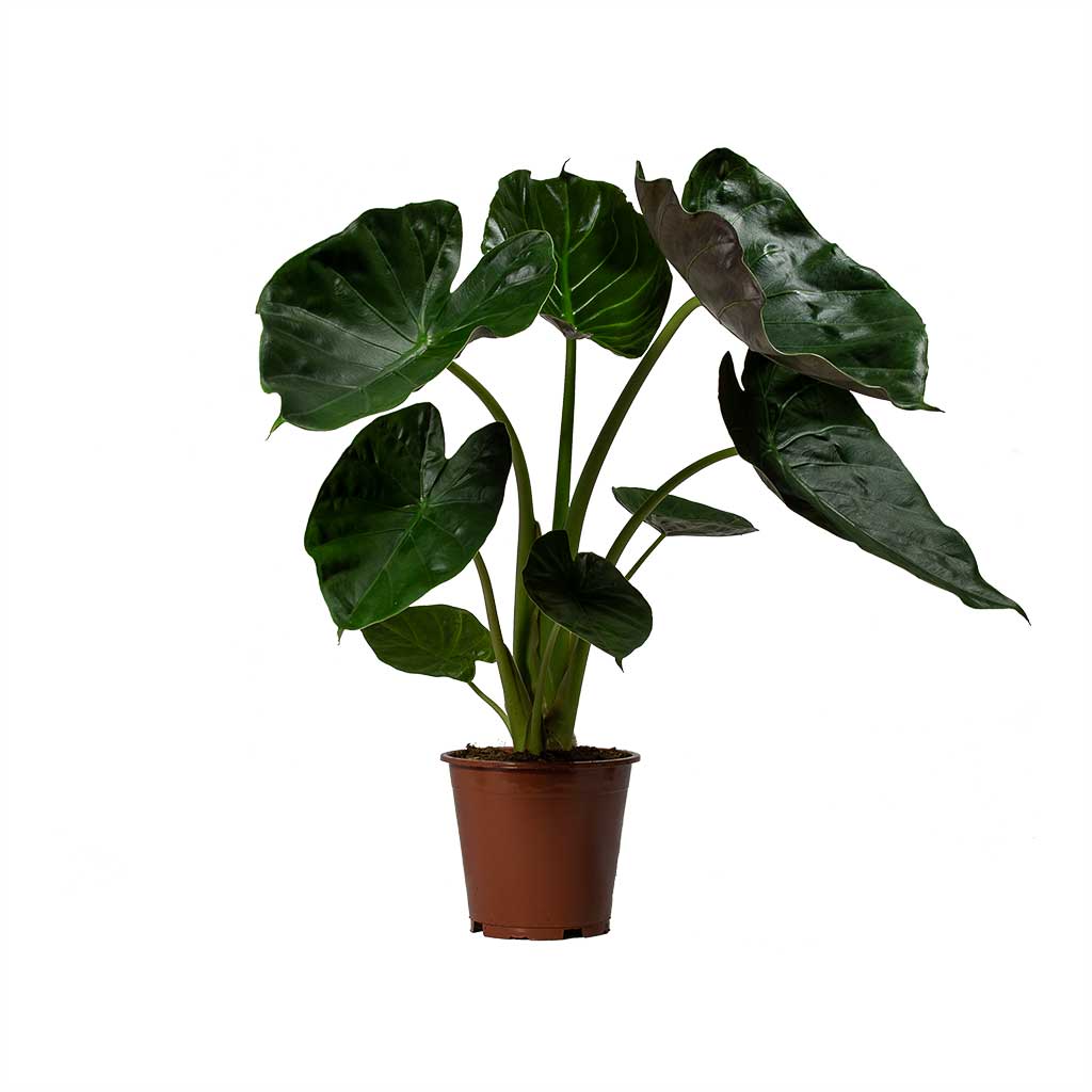 Alocasia Wentii Hardy Elephant Ear
