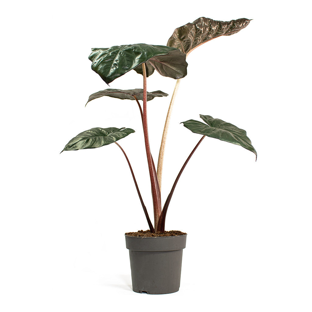 Alocasia Yucatan Princess  Elephant Ear