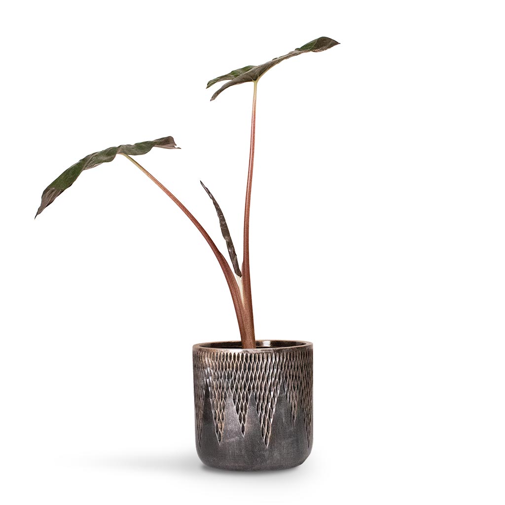 Alocasia Yucatan Princess Elephant Ear Houseplant & Luxe Lite Comet Cylinder Planter Bronze