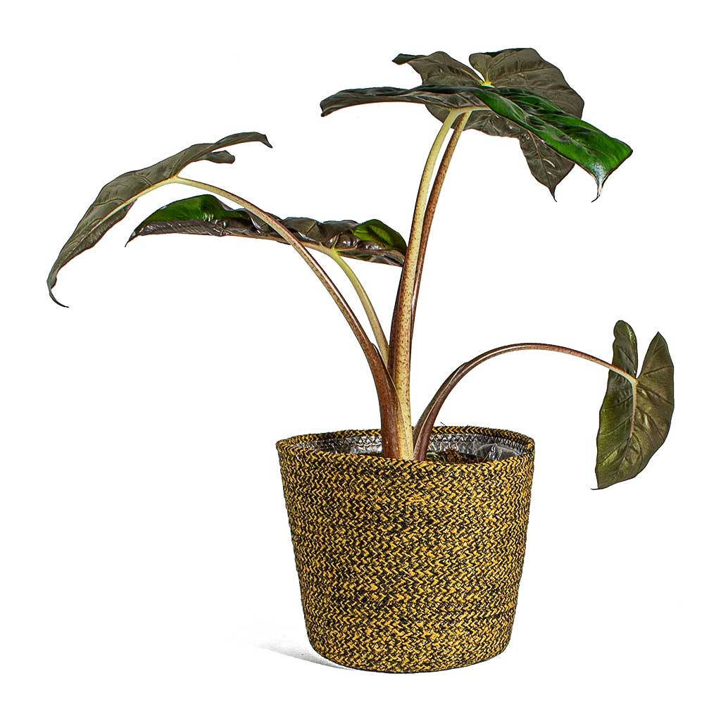 Alocasia Yucatan Princess Elephant Ear & Selin Plant Basket - Camel