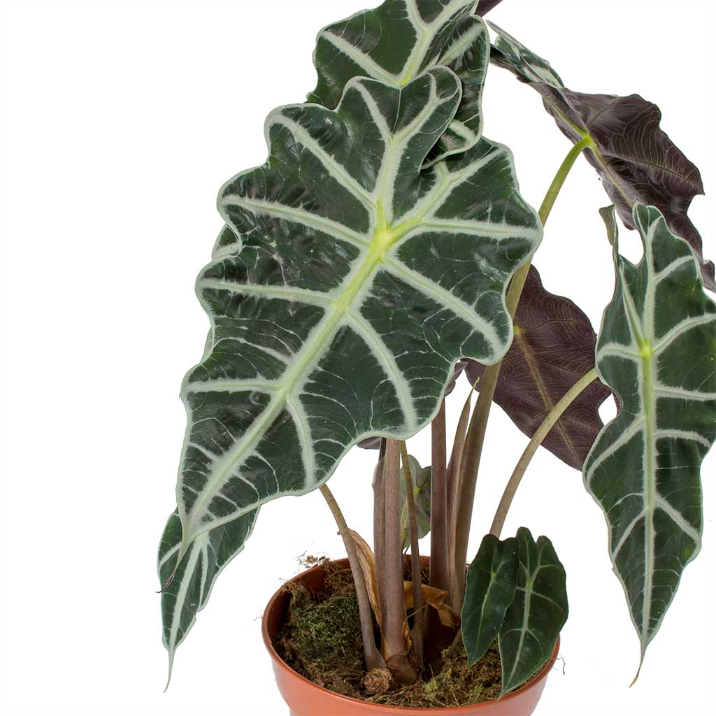 Alocasia amazonica Polly - Elephant Ear Leaves