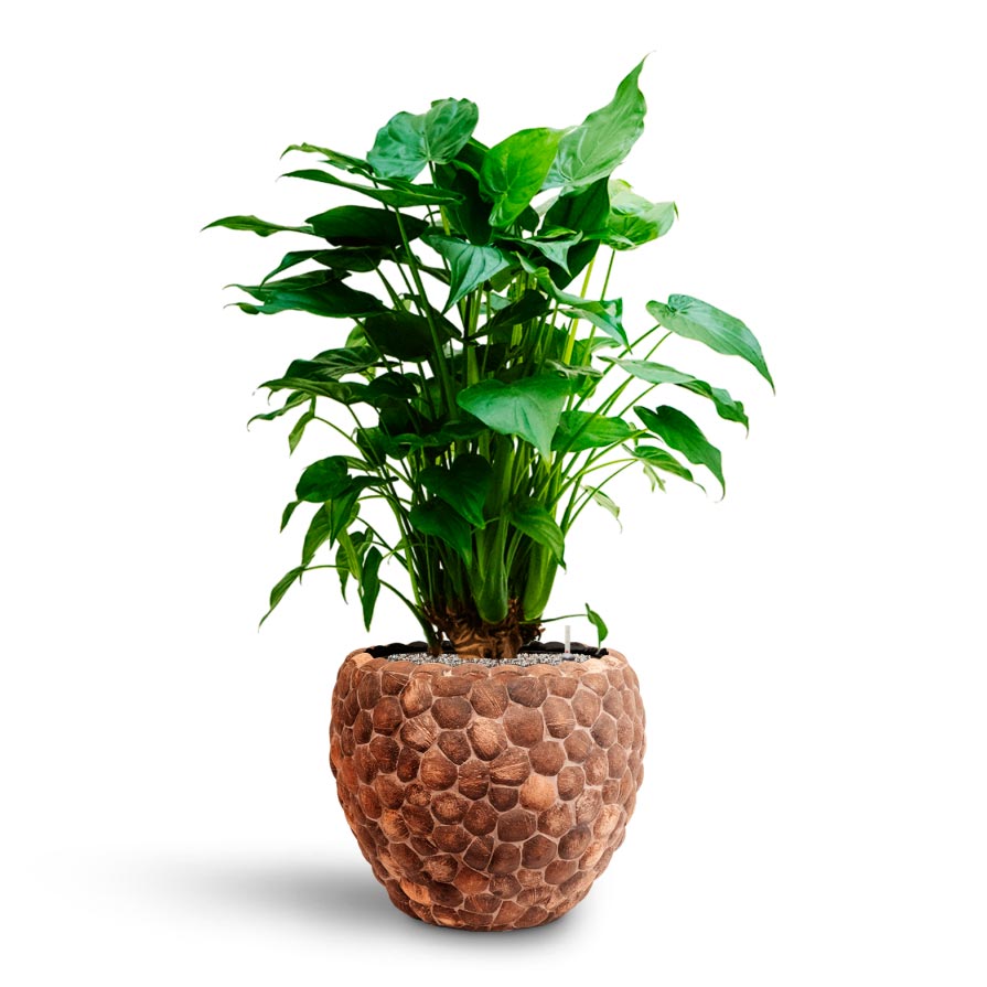 Alocasia cucullata - Hooded Dwarf Elephant Ear - Hydroculture & Out of Coco Planter